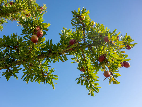 Der Arganbaum